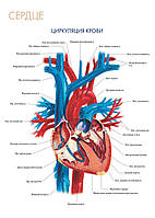Сердце. Циркуляция крови - плакат