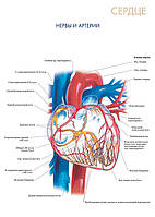 Сердце. Нервы и артерии - плакат