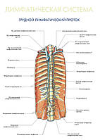 Лимфатическая система. Грудной лимфатический проток - постер