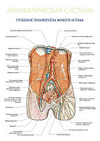 Лимфатическая система. Глубокие лимфоузлы живота и паха - постер
