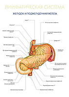 Лимфатическая система. Желудок и поджелудочная железа - плакат
