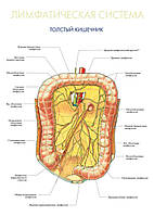 Лімфатична система. Товстий кишечник плакат