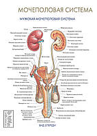 Мочеполовая система. Мужская мочеполовая система (вид спереди) - постер