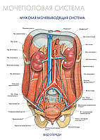 Мочеполовая система. Мужская мочевыводящая система (вид спереди) - постер