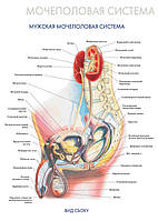 Мочеполовая система. Мужская мочеполовая система (вид сбоку) - постер