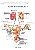 Мочеполовая система. Женская мочеполовая система (вид спереди) - постер