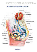 Мочеполовая система. Женская мочеполовая система (вид сбоку) - постер