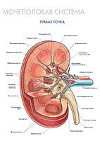 Мочеполовая система. Правая почка - плакат