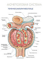 Мочеполовая система. Почечное (мальпигиево) тельце - плакат