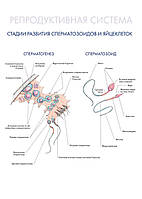 Репродуктивная система. Стадии развития сперматозоидов и яйцеклеток - плакат