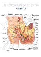Репродуктивная система. Половой акт - плакат