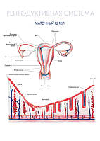 Репродуктивная система. Маточный цикл - постер
