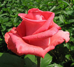 Троянда Рафаелла (Raffaella) чайно-гібридна