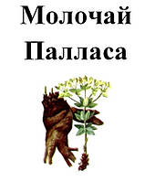 Молочай Палласа, корень сушенный, 10 грамм.