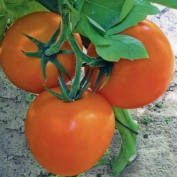Насіння Томат індетермінантний Біг Оранж Плюс F1 поштучно 10 насіння Семно Юніор, фото 2