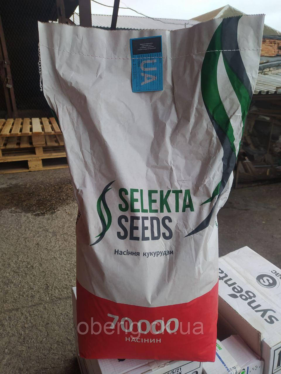 Кукурудза Кредо Selekta Seeds, 70000 насінин