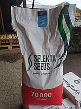 Кукурудза Кредо Selekta Seeds, 70000 насінин