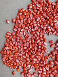 Кукурудза Кредо Selekta Seeds, 70000 насінин, фото 2