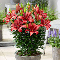 Цибулини ЛІЛІЯ горшкова Salinero (1 шт.)