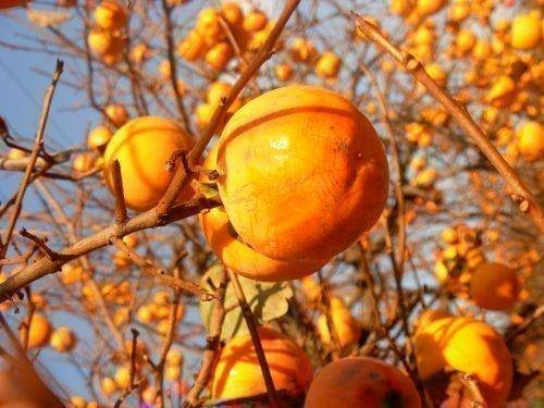 Королевк Шарон, фото 3