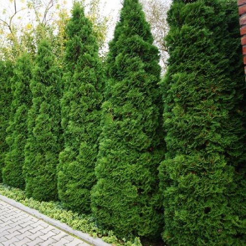 Туя Holmstrup (саджанці)