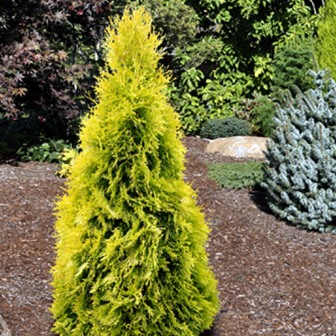 Туя Західна "Голден Смарагд" (90-110 см.)