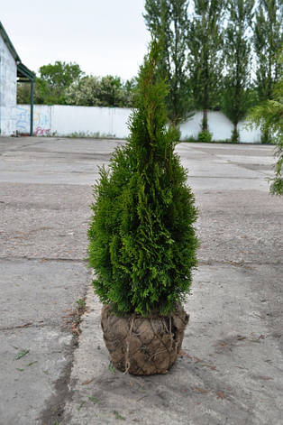 Вічнозелена Туя Смарагд (Смарагд) (90-110 см), фото 3