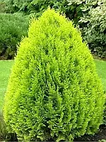 Туя східна Aurea Nana (80 см)