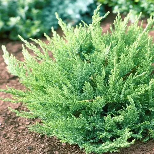 Ялівець (яловика) Казацького