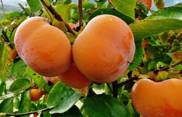 Саджанці хурми Джон Рік щеплину 2 ричка