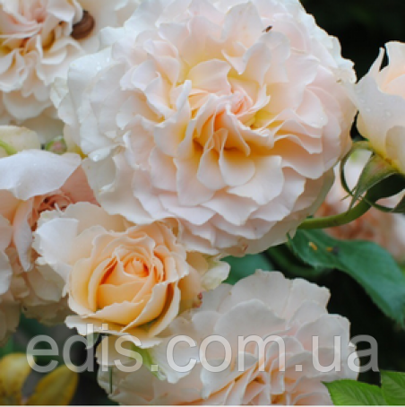 Купить Роза Экскалибур (Excalibur) английская флорибунда в Хмельницком ...