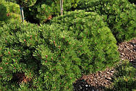 Сосна черная 'Мария Брегон' Pinus nigra 'Marie Bregeon'