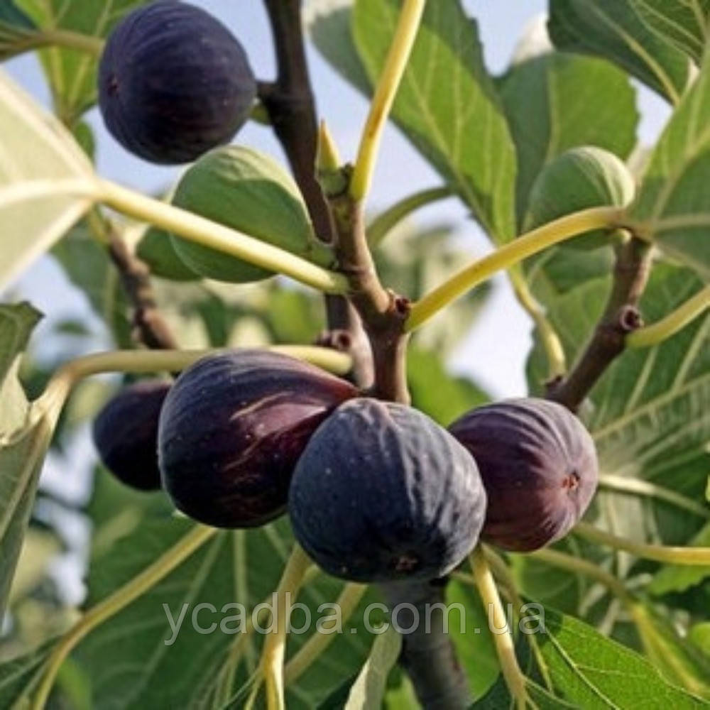 Інжир Брева, фото 1