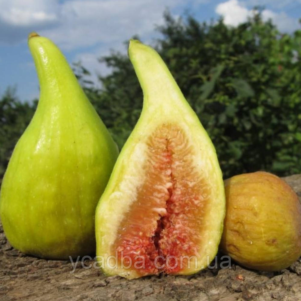 Інжир Наполітано, фото 1