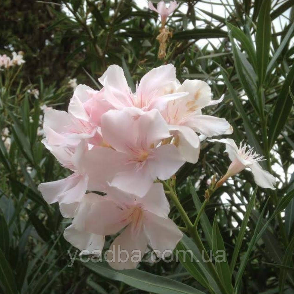 Олеандр Alsace, фото 1