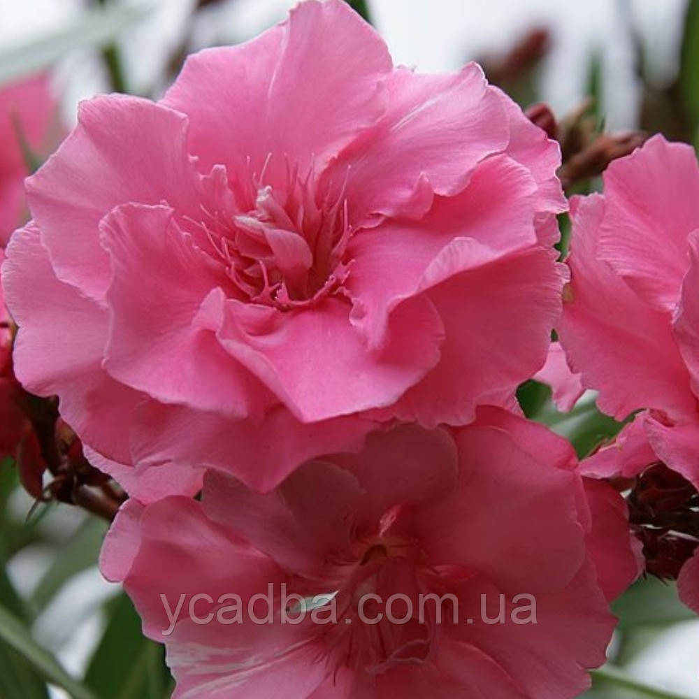 Олеандр Louis Pouget, фото 1