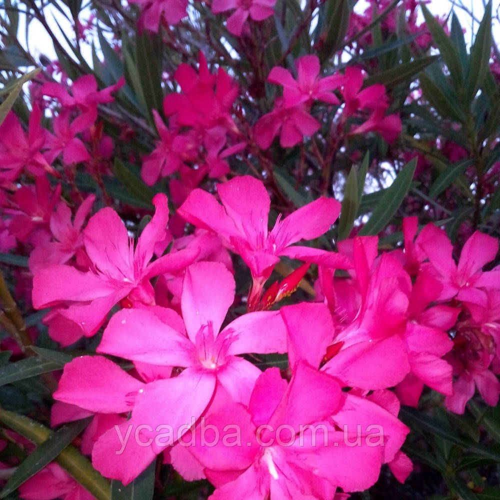 Олеандр Claudia, фото 1