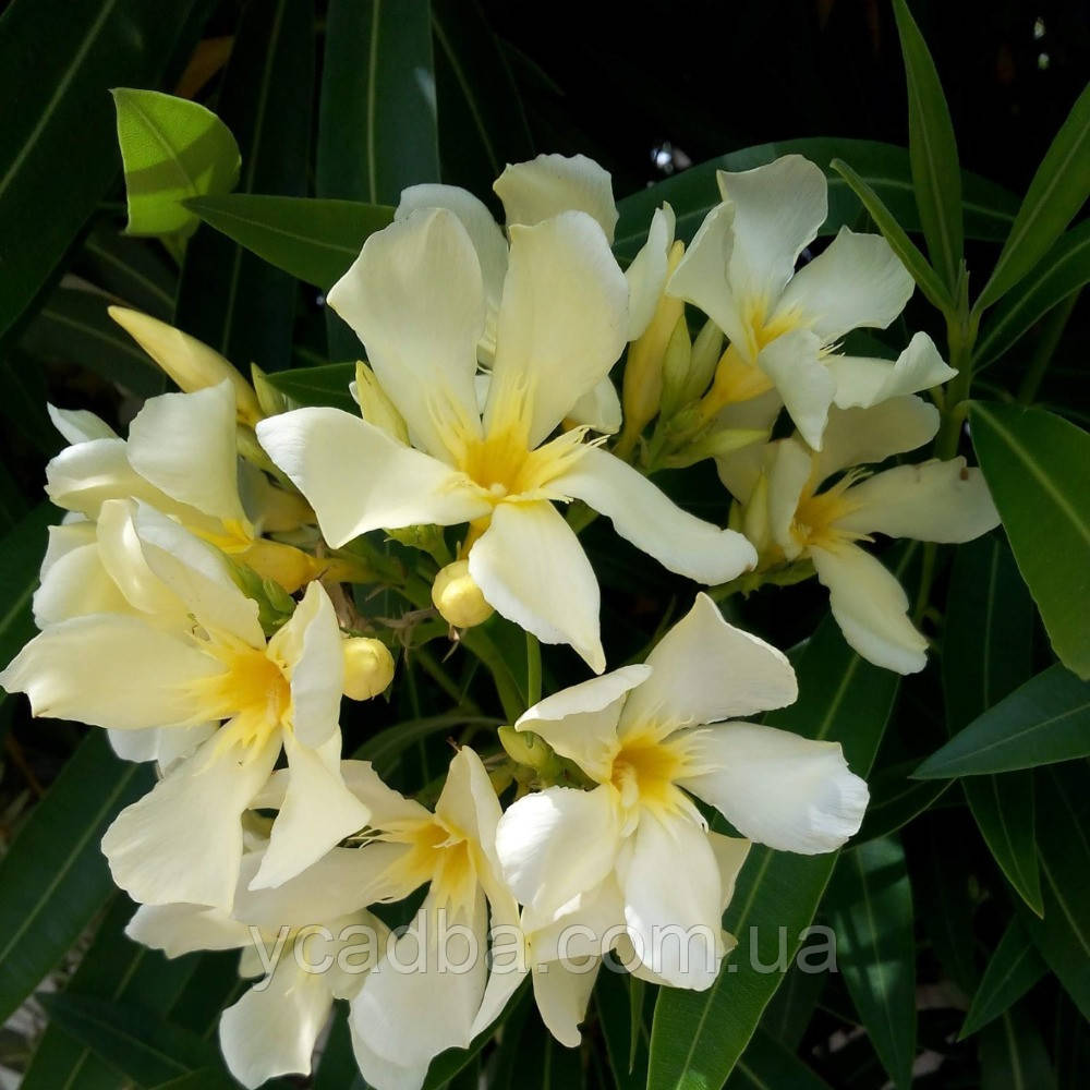 Олеандр Isle of Capri, фото 1