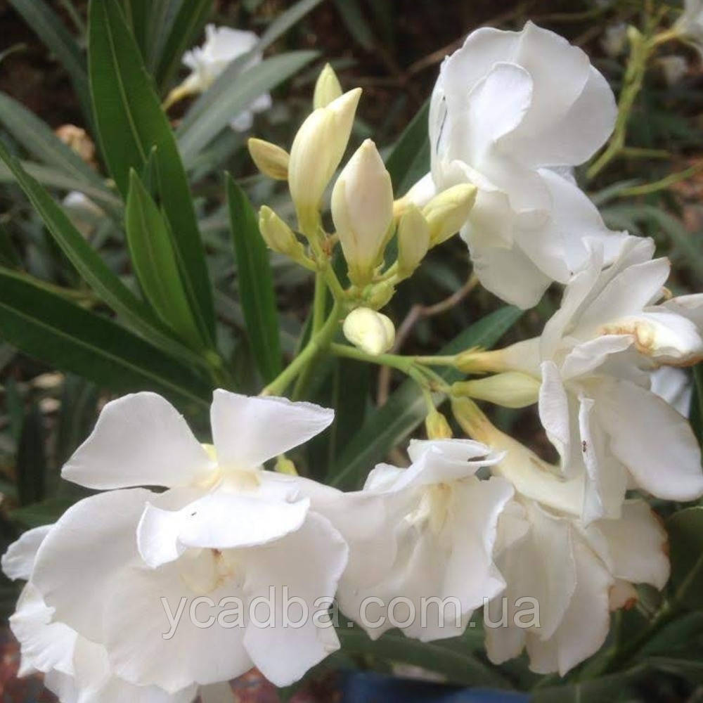 Олеандр Mont Blanc, фото 1