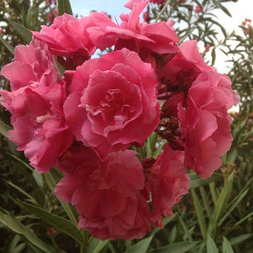 Олеандр Rubis