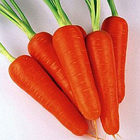 Морква Кароліна (Тангеріна) TI — 134 F1 Coralina Takii Seeds 100 000 насіння 1,8 - 2,0 мм