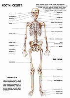Кости: скелет (вид спереди) - постер