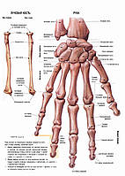 Лучевая кость. Рука - плакат