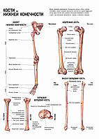 Кости нижней конечности - плакат