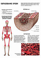 Образование крови - плакат