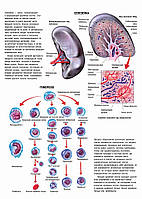 Селезенка. Гемопоэз - плакат