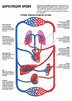 Циркуляція крові – плакат