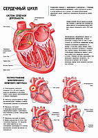 Сердечный цикл - постер