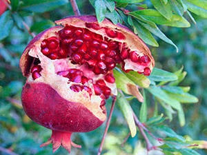 Гранат кімнатний "Бейбі"