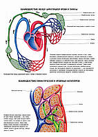 Лимфатическая система. Взаимодействие между циркуляцией крови и лимфы - постер
